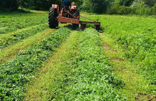 Edirne'de tarlaya ekilen 228 bin kök Hint keneviri imha edildi!
