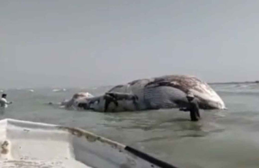 Dev ölü balina kıyıya vurdu! 13 metre uzunluğunda, patlama riski var halk uyarıldı!