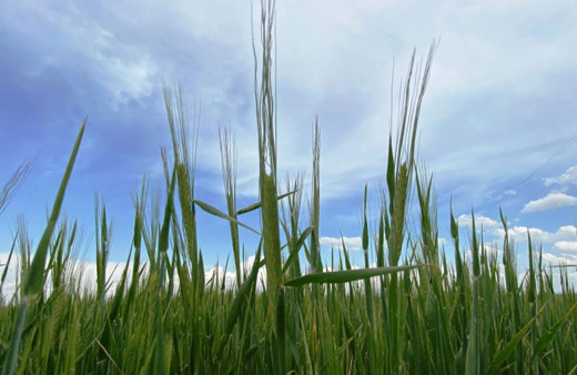 Yağışlar işe yaradı! Türkiye’de tarımsal kuraklık riski kalmadı