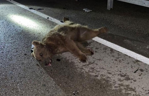 Gümüşhane'de otomobilin çarptığı ayı telef oldu