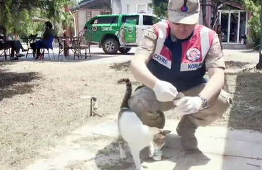 Hatay'da jandarma deprem yüzünden sahipsiz kalan hayvanları besledi