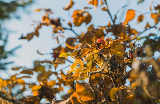 Samsun’da ormandan toplanan defne yaprakları yılda 16,5 milyon TL kazandırıyor