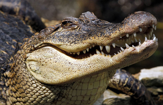 Kafese düşen yaşlı adamı 40 timsah paramparça etti