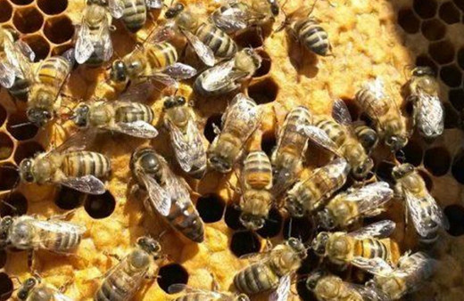 Kırklareli'de bin 400 arı kovanı dağıtıldı, hedef mevcut 80 bini 250 bine çıkarmak