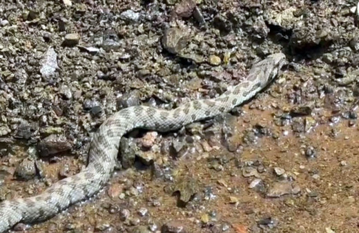 Orta Doğu ve Orta Asya’da yaşayan yılan Tunceli’de görüntülendi