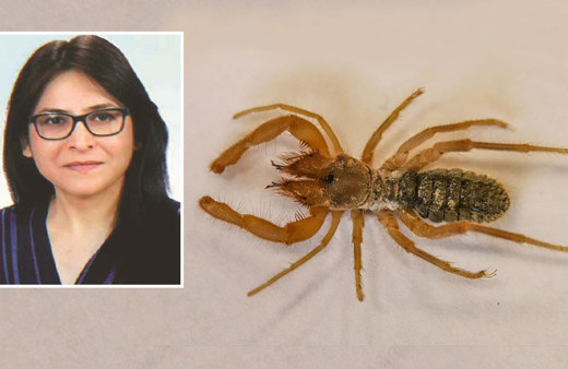 Hakkari'de yeni bir örümcek türü keşfedildi