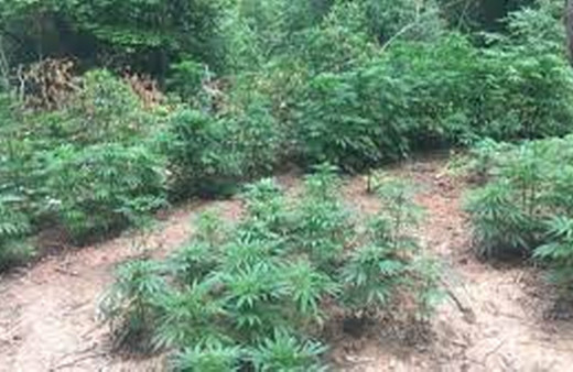 Eskişehir'de ormanlık alanda kenevir yetiştiren 3 şüpheli yakalandı