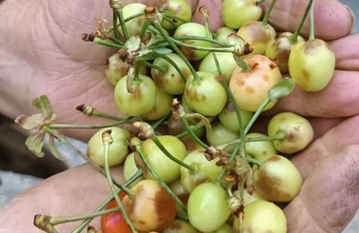 Denizli'de dolu kiraz ve kayısı bahçelerini vurdu