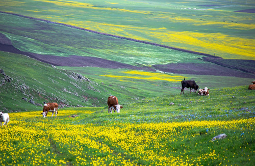 Ardahan'daki Şerefin Dağı ve Üç Tepeler canlandı! Muhteşem görüntüler