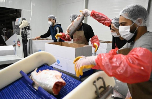 Kayseri’deki tesiste günde 60 ton balık işleniyor