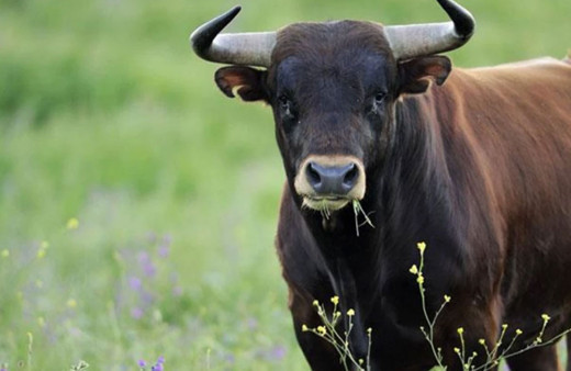 Sivas'ta öküzün saldırısına uğrayan kişi hayatını kaybetti