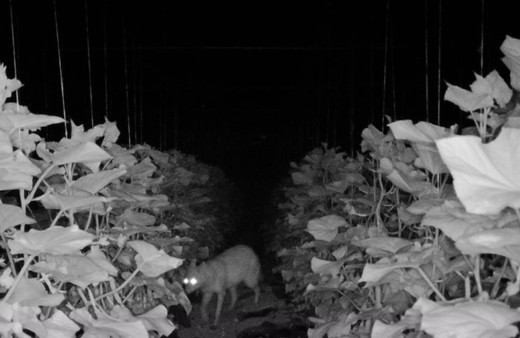 Bir köyü ayağa kaldıran olay! Fotokapana yakalandı, geceleri nöbet tutmaya başladılar!