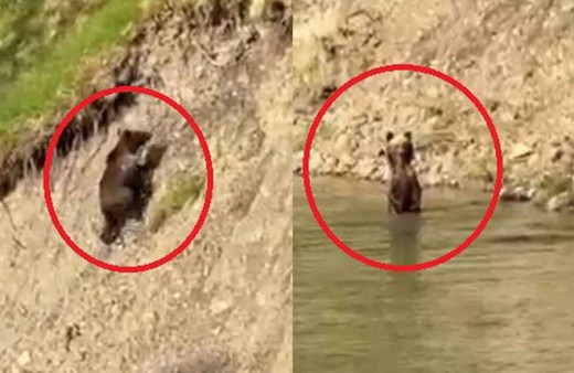 Görür görmez telefona sarıldı! Çayda serinleyen ayı ile vatandaşın gülümseten sohbeti kamerada