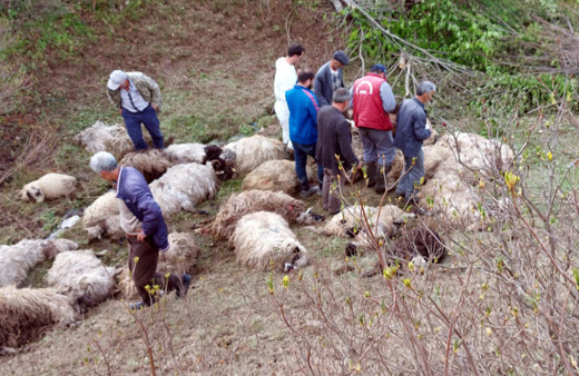 Ordu'da yaylada ayı saldırısı! 76 koyun telef oldu!