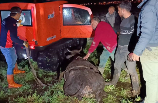 Ardahan'da bataklığa saplanan ineği AFAD ekipleri kurtardı