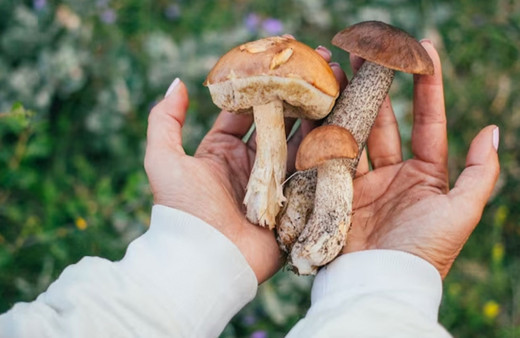 Çorum'da mantardan zehirlendiği düşünülen 10 kişinin tedavisi sürüyor