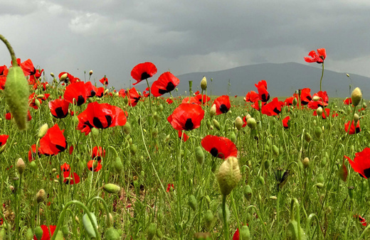 Sarıkamış papatya ve gelinciklerle süslendi