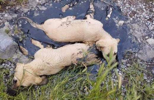 Kayseri'de zifte yapışan yavru köpekler böyle kurtarıldı