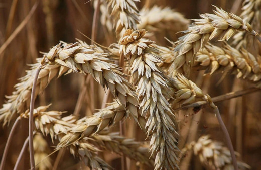 Buğday ve arpada TMO alım fiyatları açıklandı! 1 ton buğday ve arpa ne kadar oldu?