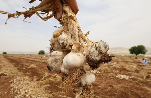 Gaziantep'te sarımsak hasadına başlandı