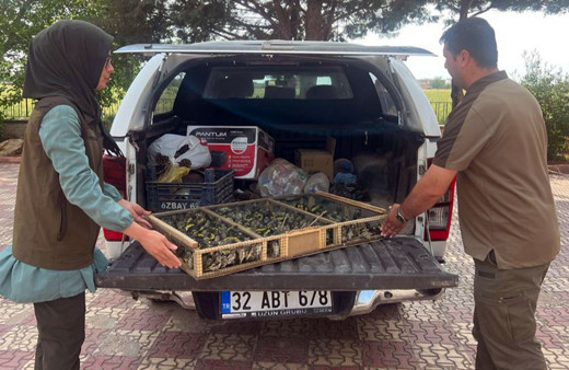Kilis Çobanbey Gümrük Kapısı'nda 550 saka kuşu ele geçirildi