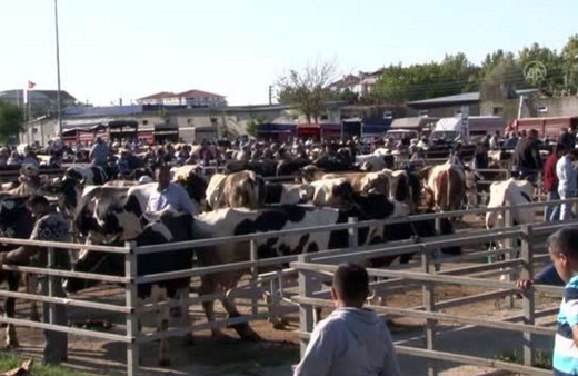 Trakya'nın en büyük canlı hayvan pazarı yenilenecek
