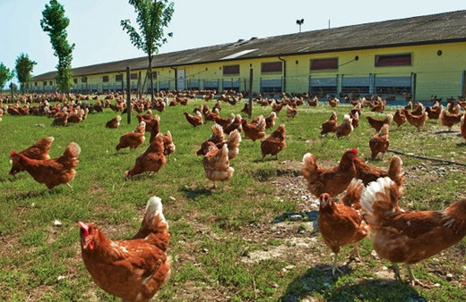 Kanatlı hayvan yetiştiriciliği projelerine 36 milyon lira hibe desteği