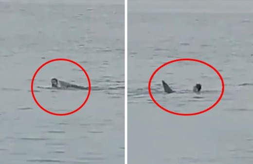 Mısır'da köpekbalığı saldırısına uğrayan Rus turist öldü