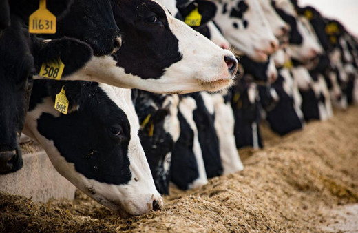 Türkiye, hayvan varlığıyla Avrupa'nın tartışmasız lideri!