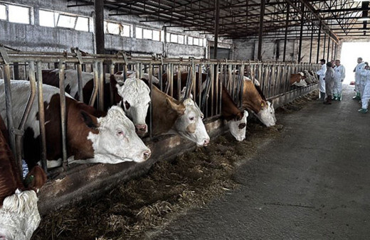 Trabzon’da Kurban Bayramı öncesi şap paniği: Hayvan giriş çıkışı yasaklandı