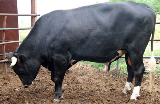 Erzincan'da 1,3 tonluk kurbanlık boğa "Toro" alıcısını bekliyor