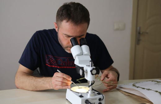 İstanbul Karaburun sahilinde yeni bir endemik bitki türü keşfedildi