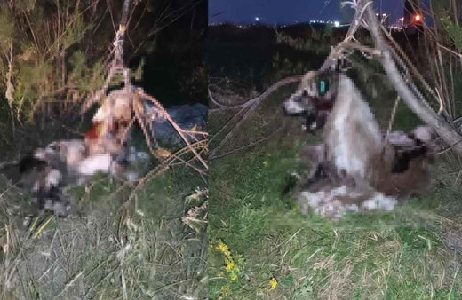 Bunun adı vahşet! Ankara'da kan donduran görüntüler: 17 köpek ağaca asılmış halde bulundu!