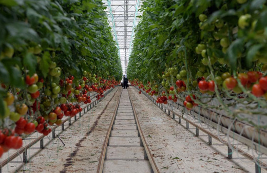 Türk tarımında “jeotermal" devri! Maliyet minimuma iniyor