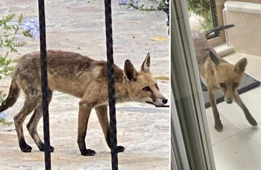 Aydın Didim'de aç kalan tilki evlere kadar indi!