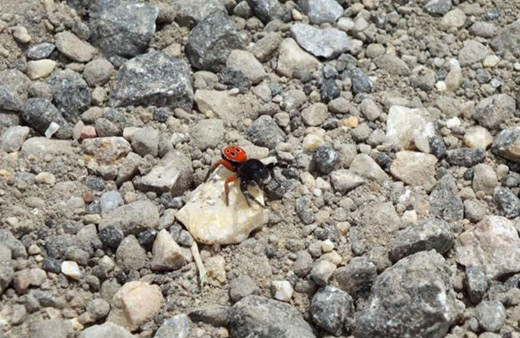 Eskişehir’de zehirli uğur böceği örümceği görüldü!