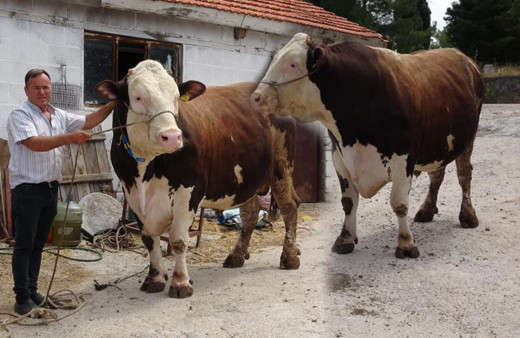 1.6 tonluk dev boğa satışa çıkarıldı: Dudak uçuklatan fiyatı ikinci el otomobillerle yarışıyor!