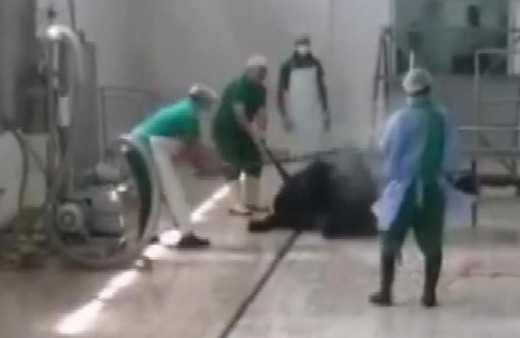 Adana Et ve Süt Kurumu'nda skandal görüntü! Büyükbaş hayvana eziyet ettiler: Demir sopayla öldürüldü