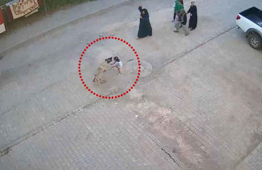 Şanlıurfa'da dehşet anları! Sokak köpeği 4 yaşındaki kız çocuğuna saldırdı: O anlar kamerada!