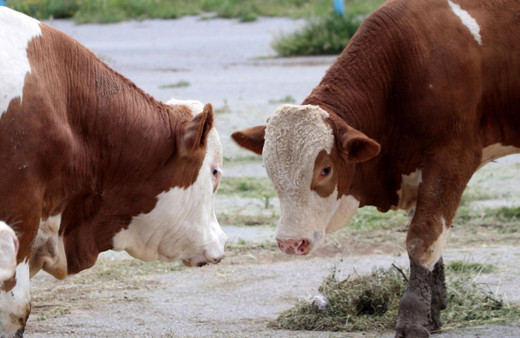 Kurban Bayramı 2024 ne zaman başlıyor, hangi güne denk geliyor?