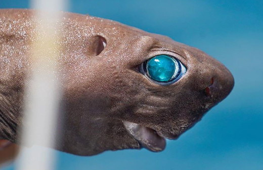 Antalya'da yakalandı! Kırmızı Liste'deki 'ışık saçan' balık şaşkına çevirdi