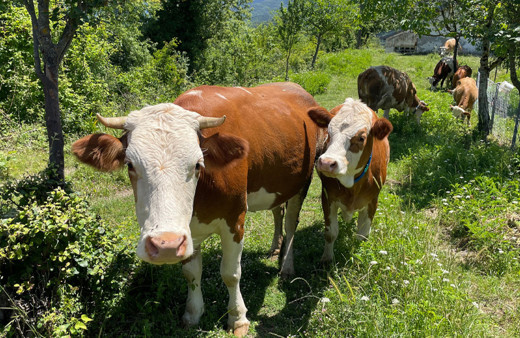 Bartın'da şap karantinası başlatıldı! Hayvan giriş çıkışı yasak!