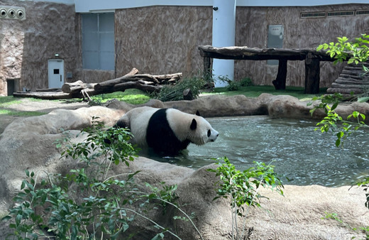Ortadoğu'da bir ilk! Katar'ın sevimli pandaları!