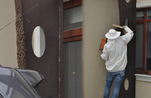 Kraliçe arı kovan arayışında! Yüzlercesi onu takip etti, duvarı böyle kapladılar!