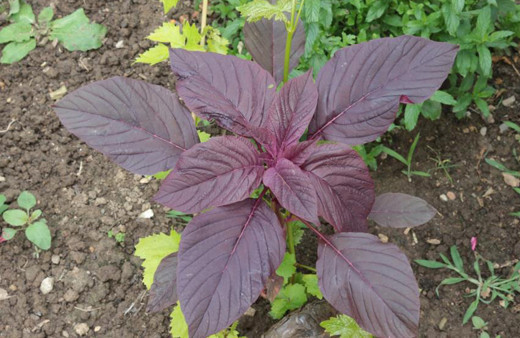 Bu bitkinin faydaları saymakla bitmiyor: Hayvanlara yem, insanlara şifa oluyor!