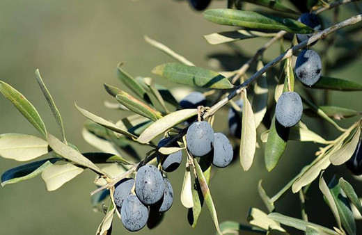 Gemlik zeytinine AB coğrafi işaret tescili aldı