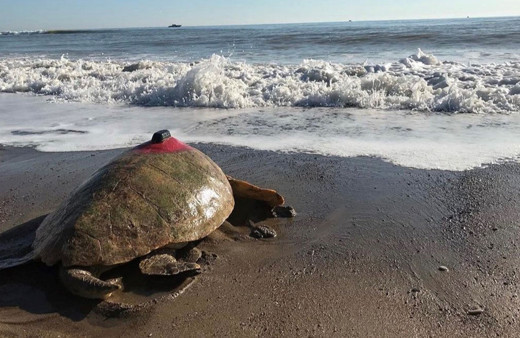 Türkiye'nin koruma çabaları sayesinde deniz kaplumbağası sayısı artıyor