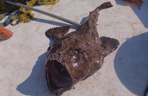 Gökçeada'da 1,5 metrelik 50 kiloluk fener balığı yakalandı!