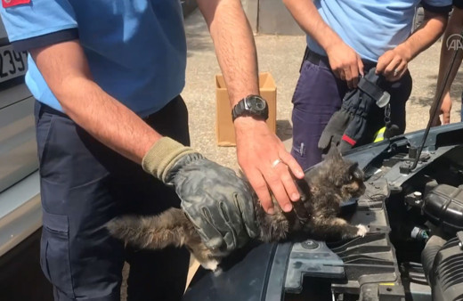 Gaziantep'te otomobilin motoruna sıkışan yavru kedi böyle kurtarıldı!