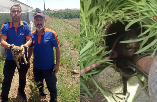 Batman’da su kuyusuna düşen yavru köpeği AFAD kurtardı!